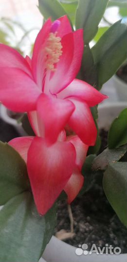 Декабрист жёлтый, красный