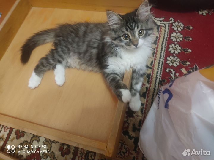 Отдам котенка в добрые руки