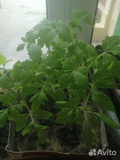 Рассада помидор