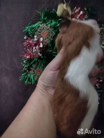 Морская свинка девочка 1 мес