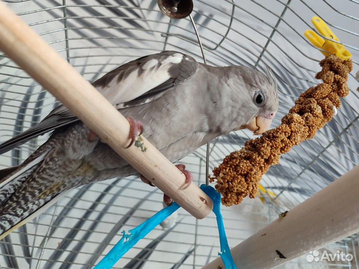 Попугай корелла птенцы