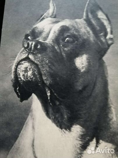 Разные породы собак