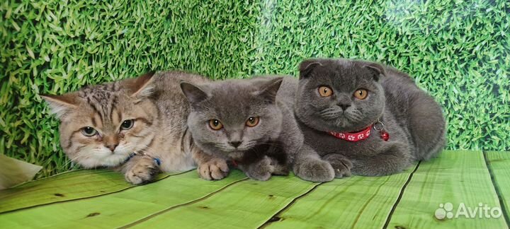 Шотландские котята