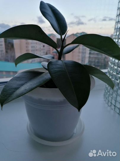 Живые цветы. Фикусы