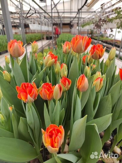 Тюльпаны пионовидные