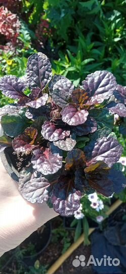 Живучка ползучая