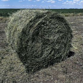 Сено луговое в рулонах. Без доставки