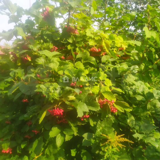 Участок 5,5 сот. (СНТ, ДНП)
