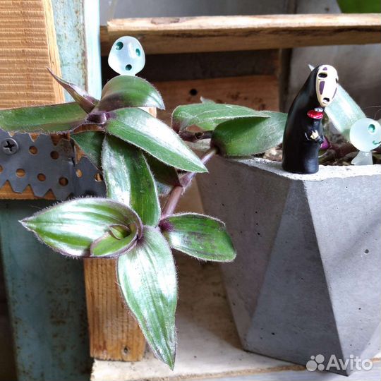 Традесканции и коллизии в бетонных горшках