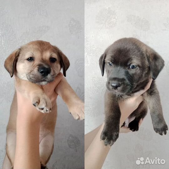 Щенки
