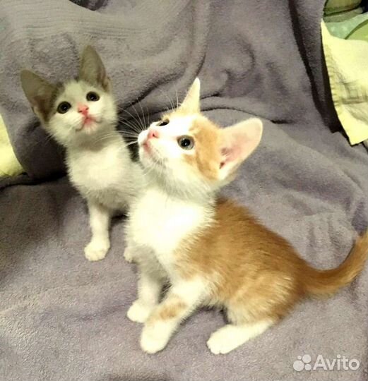 Маленькие котята ищут семью