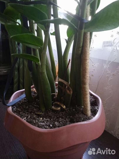 Замиокулькас