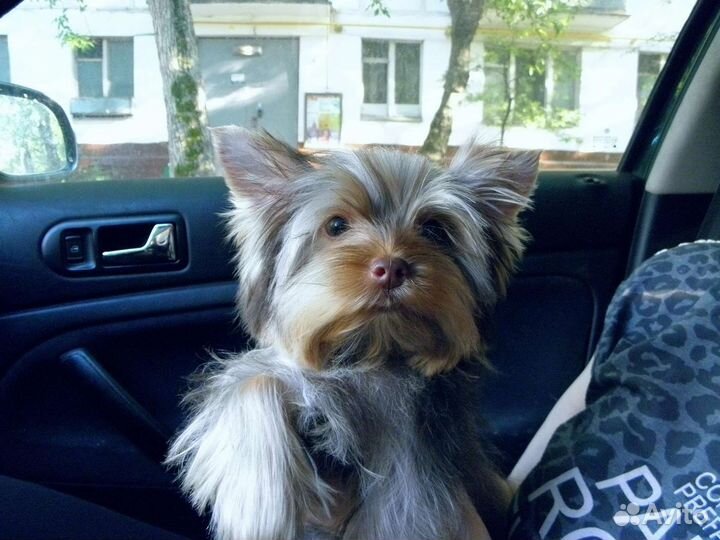 Мальчик Йорка шоколадного окраса