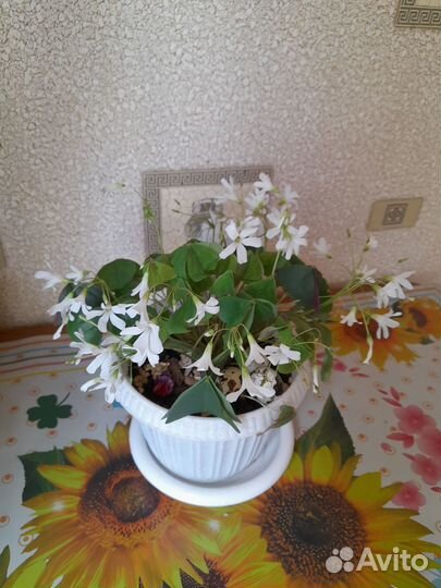 Комнатные цветы