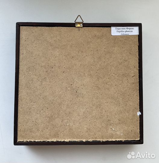 Бабочка в рамке Papilio phorcas