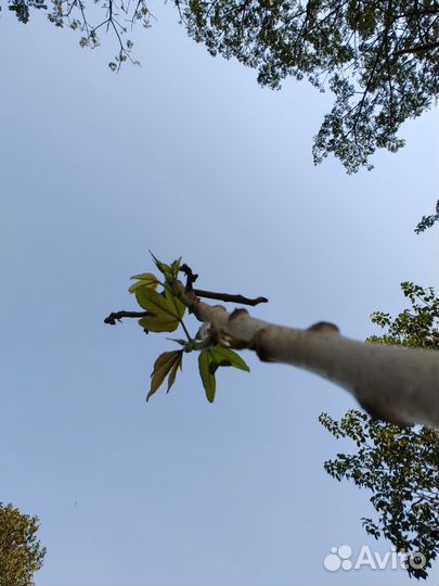 Семена Кохлоспермум