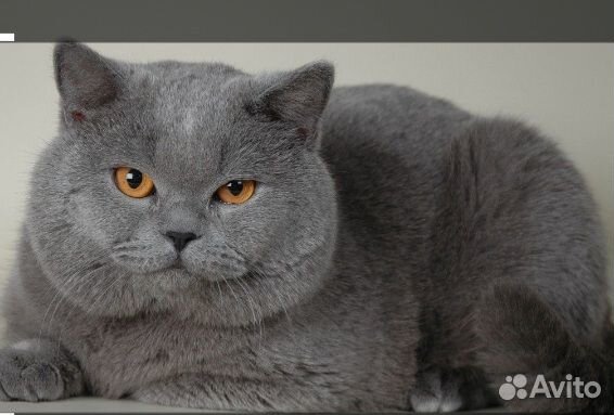 Британский кот вязка