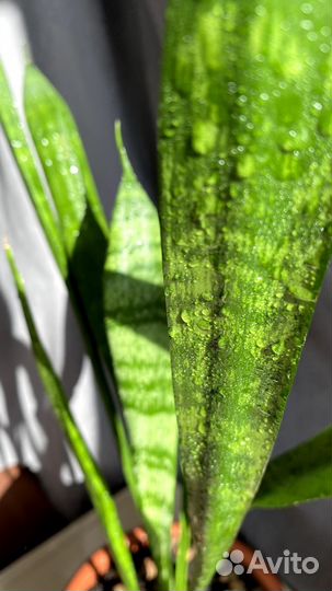 Сансевиерия,щучий хвост,тёщин язык