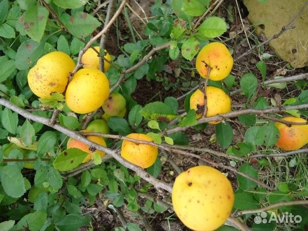 Саженцы Айва японская (Хеномелес, северный лимон)