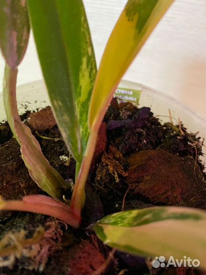 Филодендрон Карамель Марбл