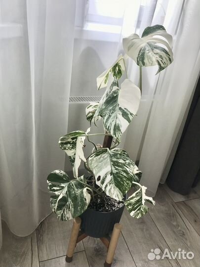 Монстера вариегатная Альба