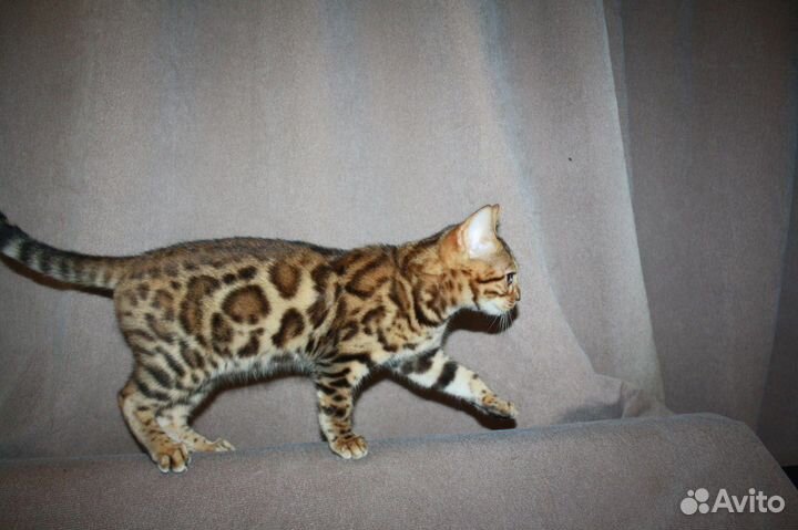 Бенгальские котята