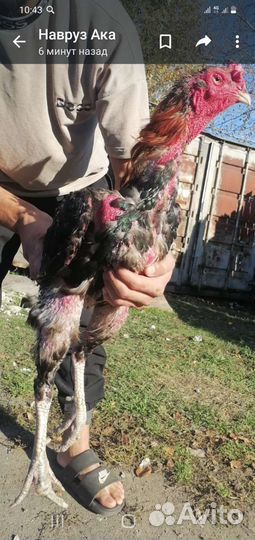 Бойцовые Петушки