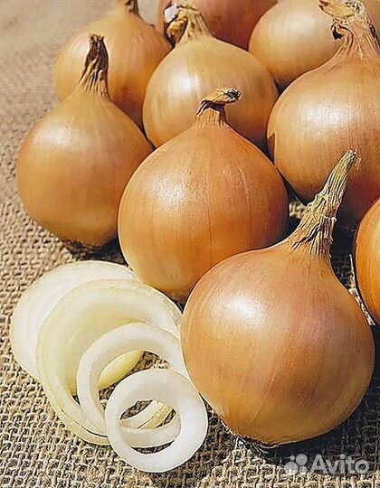 Лук репчатый Стригуновский местный 1 гр б.п
