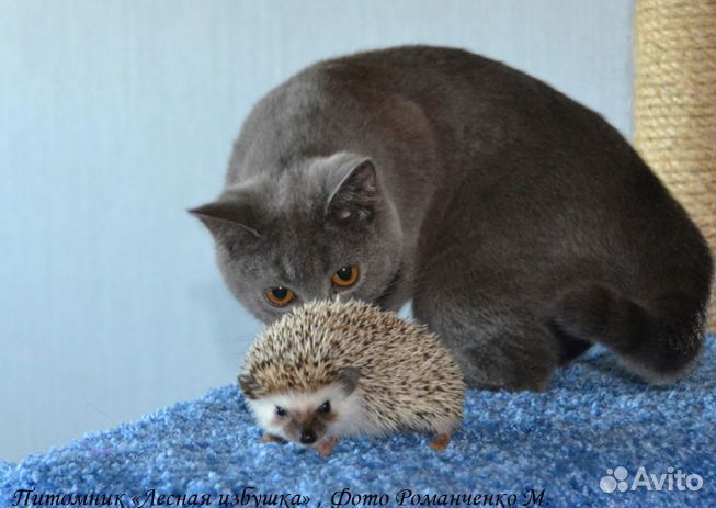 Карликовый африканский ежик