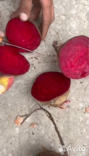 Свекла оптом