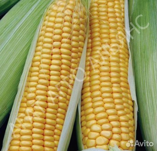 Семена кукурузы Пионер П7515