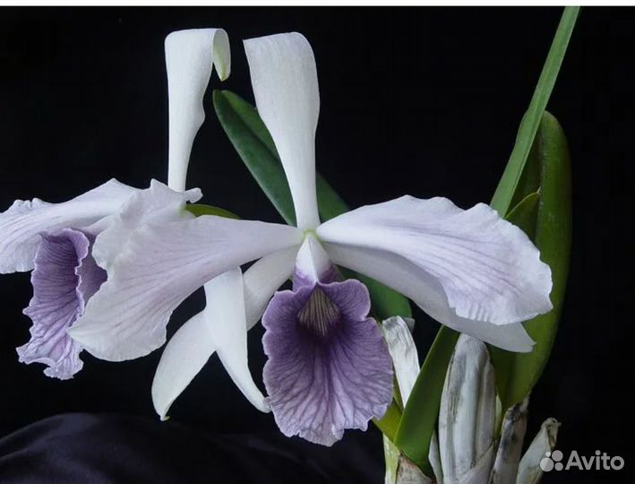 Сортовые каттлея