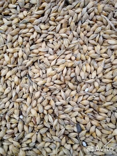 Зерно ячмень