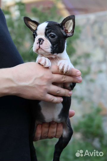 Бостон терьер