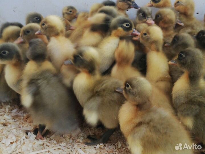 Утята Стар 53 - Фаворит - Башкирские - утка