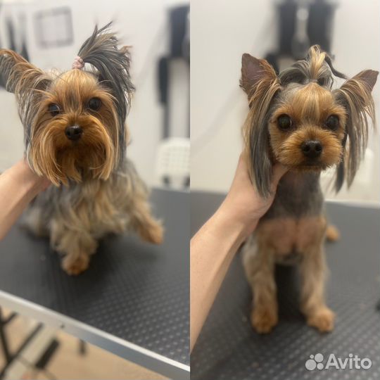 Стрижка собак и кошек без наркоза. Грумер