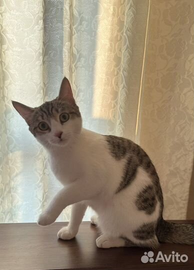 Кошка