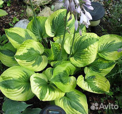 Хосты сортовые (с зкс)