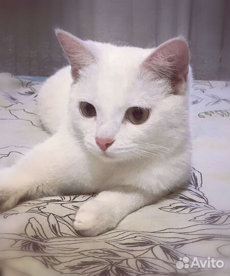 Кошка снежная красавица