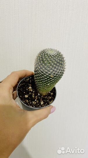 Нотокактус, мелоформис, феррокактус