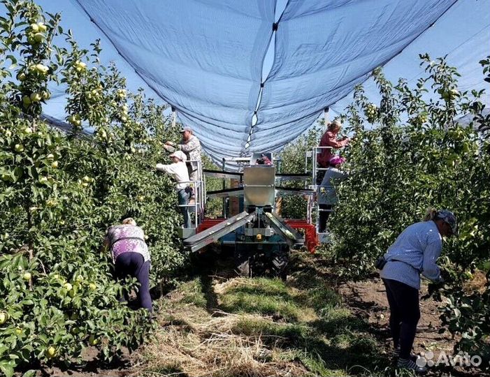 Работник по сборке яблок с проживанием
