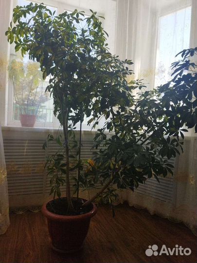 Комнатные цветы шефлера