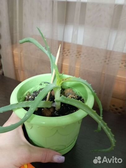 Алоэ столетник лечебный