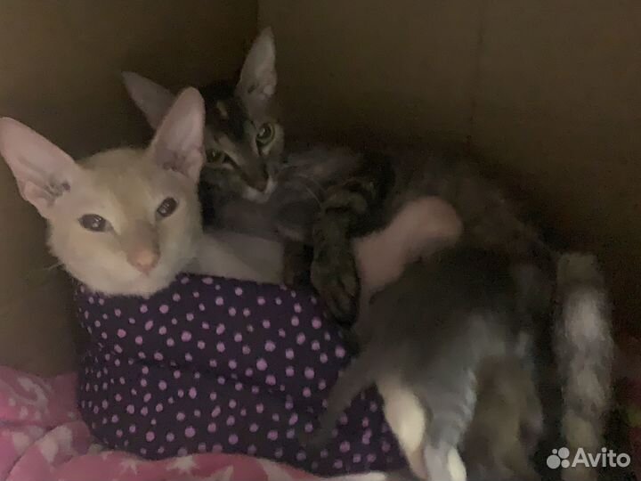 Донской сфинкс котята