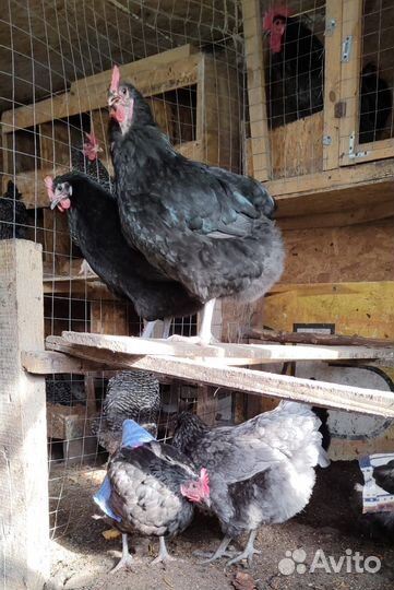 Джерсийский гигант, Мехеленская кукушка, Амрокс