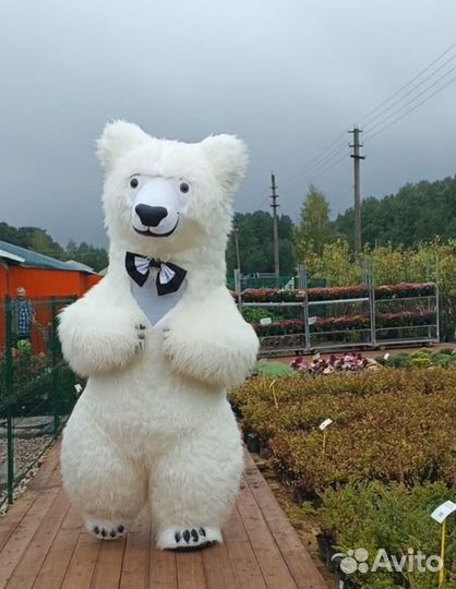 Медведь белый,панда,зайка,Джонни.Поздравления Тула