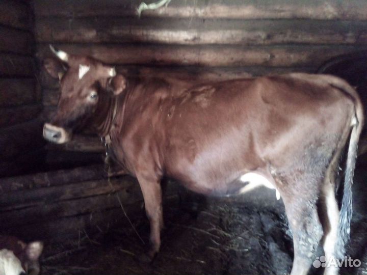 Телята, бычки, коровы