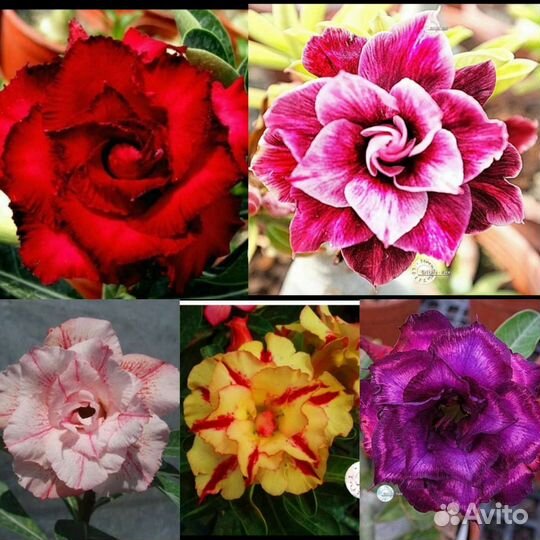 Семена Адениума