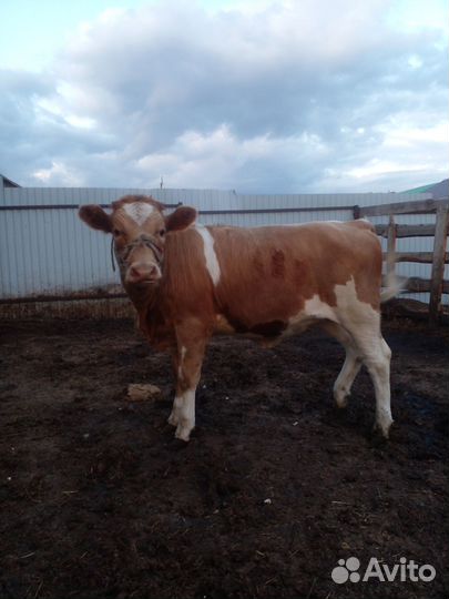 Продам корову