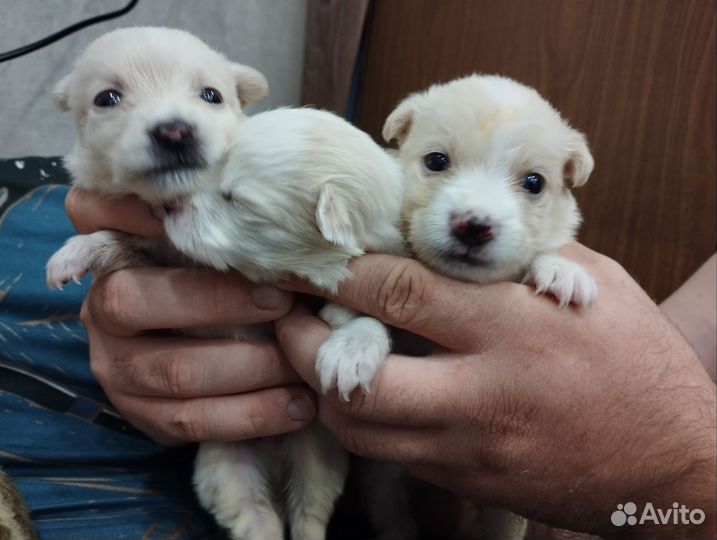 Щенки в добрые руки